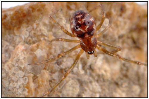 Steatoda triangulosa