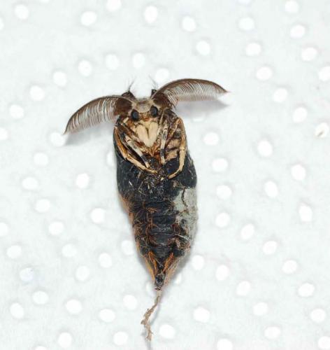 Lymantria dispar