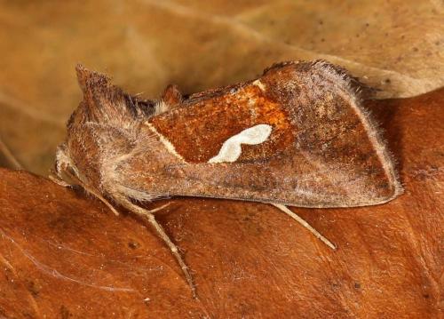 Macdunnoughia confusa