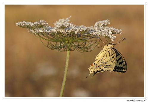 Papilio machaon