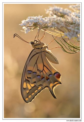 Papilio machaon