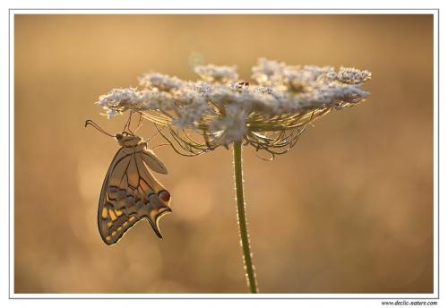 Papilio machaon