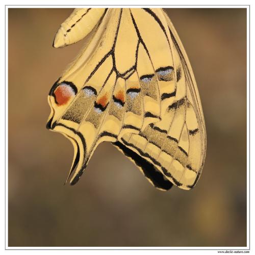 Papilio machaon