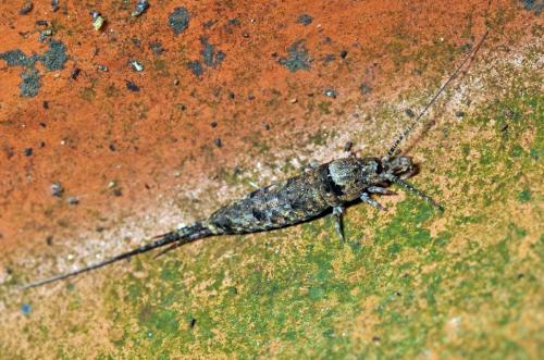 Réf. 90 667 : Trigoniophthalmus alternatus