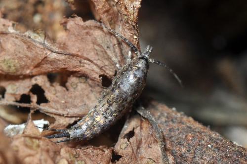 Dilta sp.