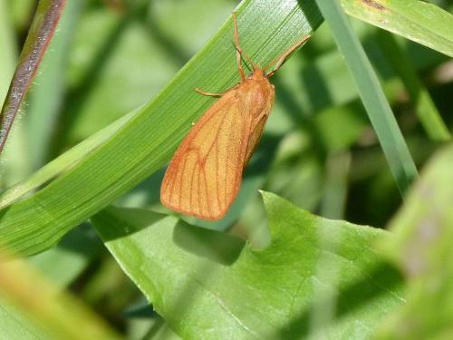 Réf. 90 469 : Diacrisia sannio