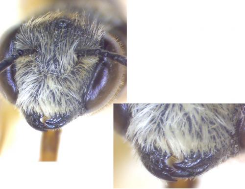 Coelioxys sp.