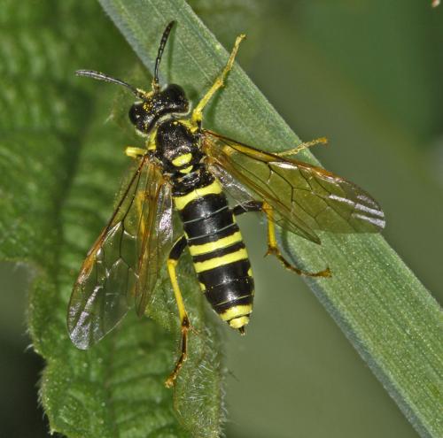 Réf. 90 354 : Tenthredo arcuata