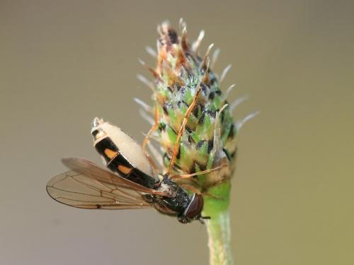 Melanostoma mellinum
