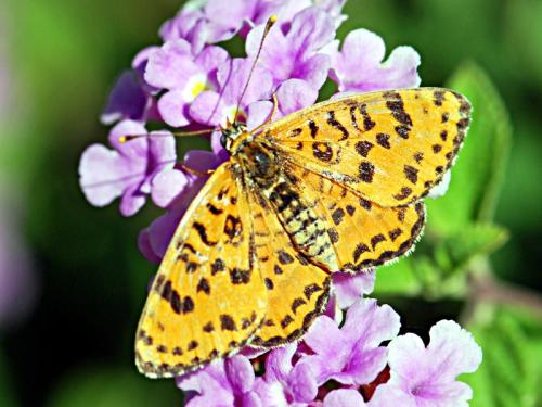 Melitaea didyma