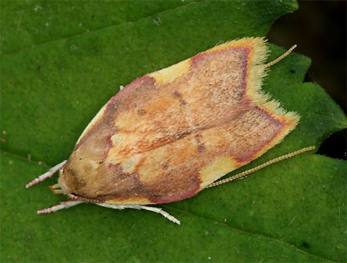 Réf. 90 656 : Carcina quercana