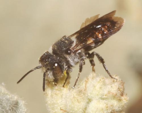 Coelioxys sp.