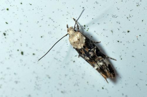 Mompha sp.