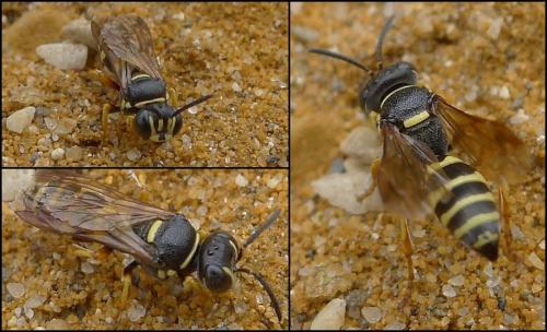 Réf. 90 114 : Hoplisoides punctuosus