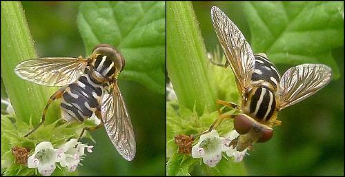 Réf. 90 409 : Eurimyia lineata