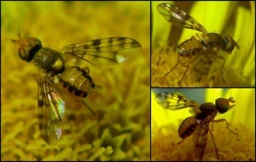 Myopites apicatus