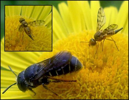 Myopites apicatus