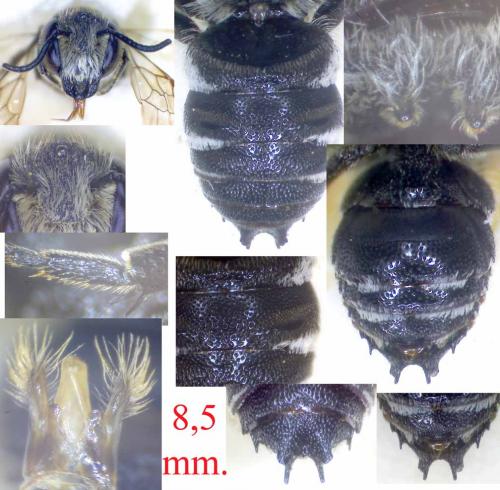 Coelioxys sp.
