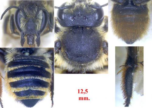 Megachile melanopyga