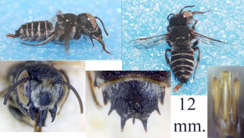 Réf. 90 224 : Coelioxys acanthura