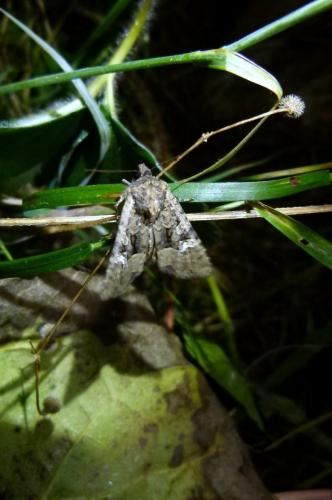 Mesapamea sp.