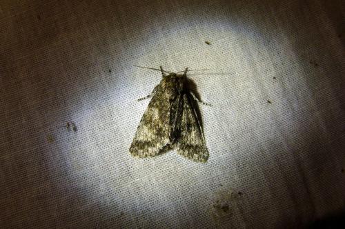 Subacronicta megacephala