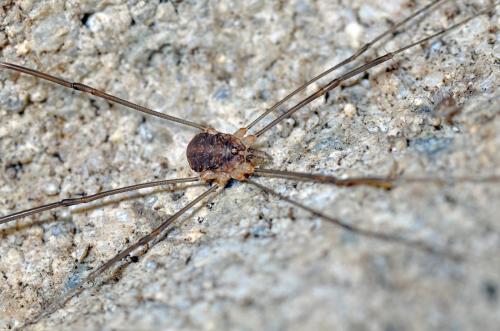 Nelima sp.