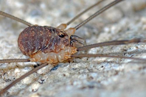 Nelima sp.
