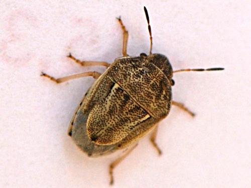 Réf. 90 473 : Neottiglossa leporina