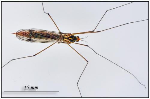 Nephrotoma flavipalpis