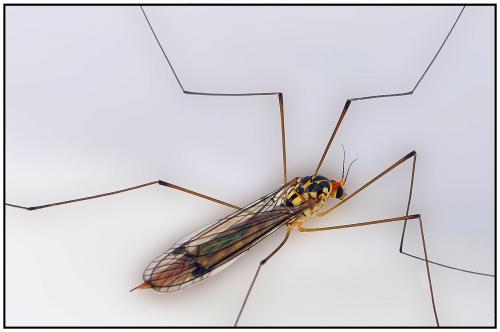 Nephrotoma flavipalpis