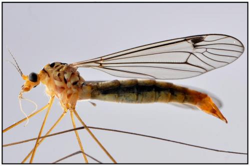 Nephrotoma flavipalpis