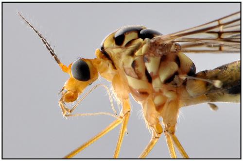Nephrotoma flavipalpis