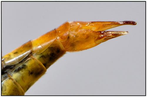 Nephrotoma flavipalpis