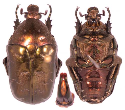 Réf. 90 800 : Liocola marmorata