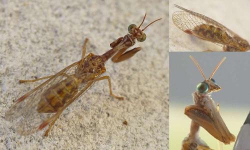 Mantispa styriaca
