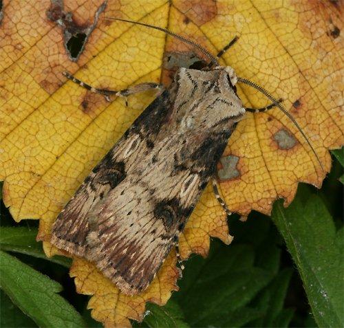Réf. 90 709 : Agrotis puta