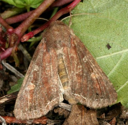 Réf. 90 716 : Lacanobia oleracea