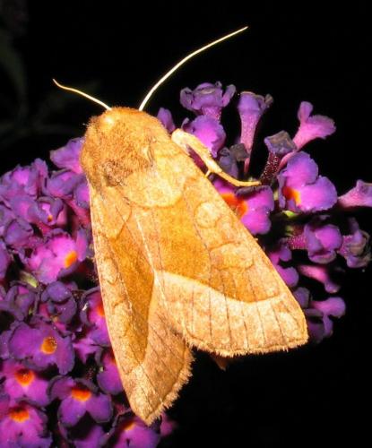 Réf. 90 504 : Hydraecia micacea