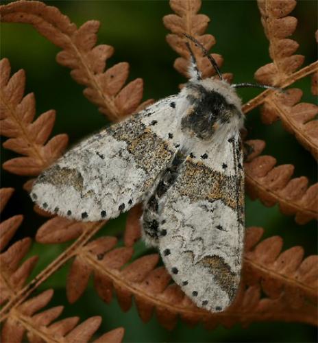 Furcula furcula