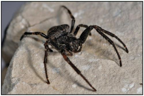 Réf. 90 296 : Nuctenea umbratica