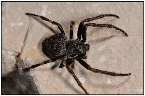 Réf. 90 297 : Nuctenea umbratica