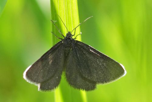 Odezia atrata