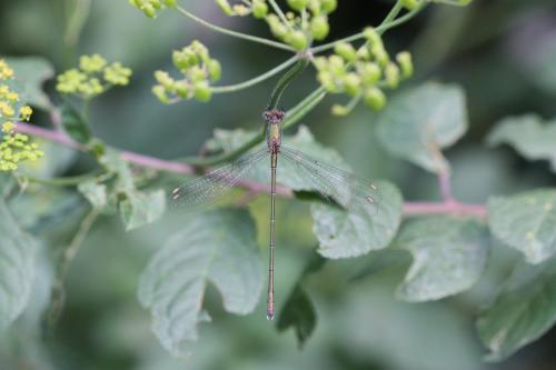 Chalcolestes viridis