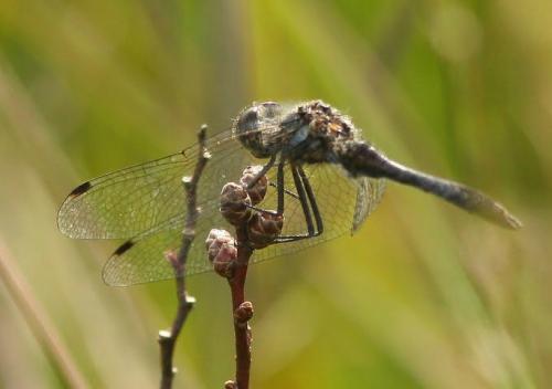 Réf. 90 840 : Sympetrum danae