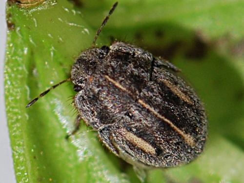 Réf. 90 271 : Odontoscelis lineola