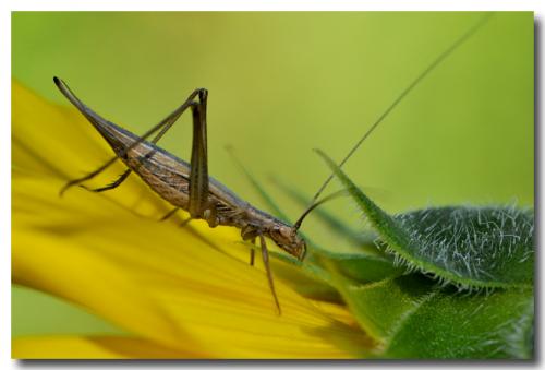 Réf. 90 447 : Oecanthus pellucens pellucens