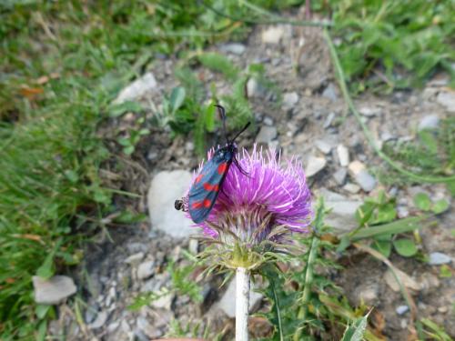 Zygaena filipendulae