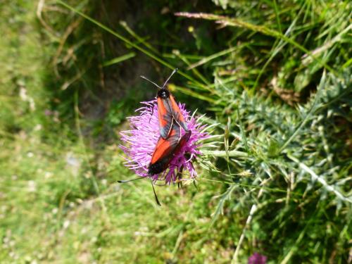 Zygaena purpuralis