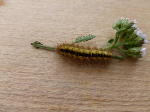 Réf. 90 891 : Acronicta euphorbiae